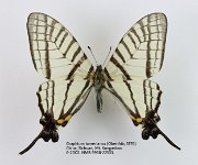 Graphium tamerlanus